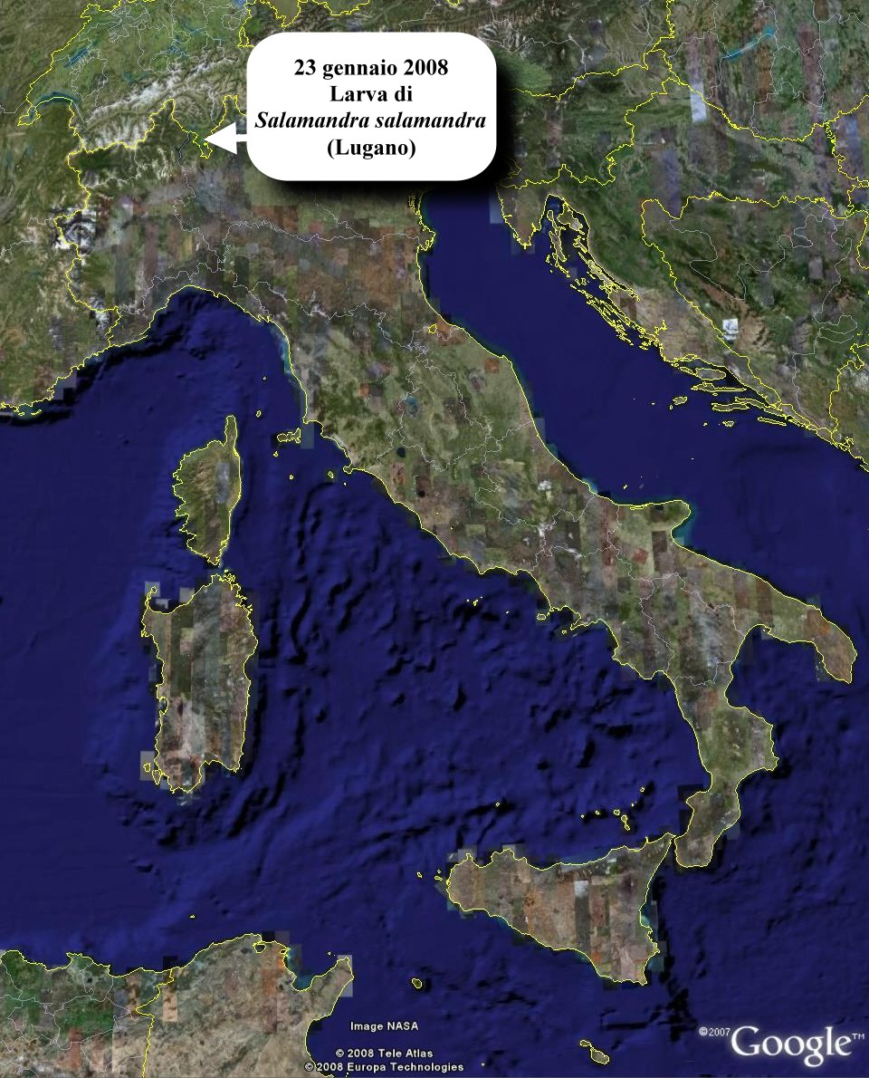 Avvistati Anfibi? Dove? Quando?